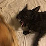 black_cat, tan_dog, blurry, action_shot, pet_interaction, mouth_open, teeth_visible, bed, blanket, fur, animal, indoor, motion_blur, playful, aggressive_look, closeup, domestic_animals, feline, canine, paw