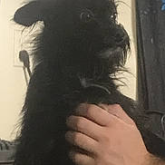 Scruff is registered to the contest to win money with this photo: dog, black_dog, pet, indoor, hand, furry, scruffy, curious, alert, person, holding, animal, face, fur, ears, portrait, domestic_animal, companion, cute, looking
