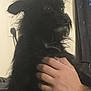 dog, black_dog, pet, indoor, hand, furry, scruffy, curious, alert, person, holding, animal, face, fur, ears, portrait, domestic_animal, companion, cute, looking