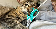 Minette a rejoint le concours — aidez-le/la à gagner de superbes lots ! cat, fluffy_cat, long_hair, tabby, green_eyes, animal, pet, lying_down, bed, blanket, couch, person, hand, smartphone, scissors, indoor, bedroom, cozy, portrait, closeup