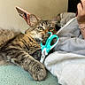 cat, fluffy_cat, long_hair, tabby, green_eyes, animal, pet, lying_down, bed, blanket, couch, person, hand, smartphone, scissors, indoor, bedroom, cozy, portrait, closeup