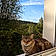 Minette
