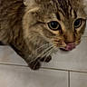 Minette a rejoint le concours — aidez-le/la à gagner de superbes lots ! cat, tabby_cat, animal, pet, feline, close_up, portrait, face, eyes, whiskers, tongue, ears, fur, brown_fur, striped, crouching, indoor, bathroom, tile, phone_screenshot