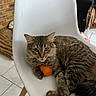 cat, tabby_cat, fluffy, long_hair, animal, pet, green_eyes, sitting, lounging, white_chair, orange_toy, indoor, home, brick_wall, tile_floor, furniture, tail, whiskers, portrait, cute