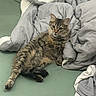 Minette participe au concours pour gagner de l'argent avec cette photo : cat, kitten, tabby, fluffy, fur, whiskers, ears, eyes, face, pet, animal, bed, blanket, bedding, bedroom, indoors, relaxed, lying_down, portrait, cozy