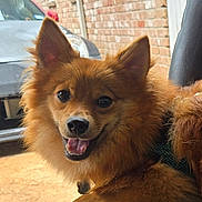 Auggie is registered to the contest to win money with this photo: animal, brick_wall, bright_eyes, canine, car_interior, close_up, companion, dog, domestic, ears_up, fluffy, friendly, happy, outdoor, pet, red_brown_coat, sitting, smiling, tongue_out, vehicle