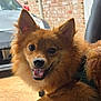 animal, brick_wall, bright_eyes, canine, car_interior, close_up, companion, dog, domestic, ears_up, fluffy, friendly, happy, outdoor, pet, red_brown_coat, sitting, smiling, tongue_out, vehicle