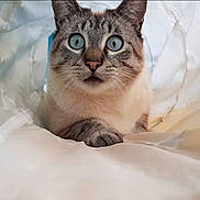 Whisky a rejoint le concours — aidez-le/la à gagner de superbes lots ! animal, blue_eyes, cat, close_up, cozy, curious, cute, fabric, feline, fur, indoor, muzzle, paw, pet, playful, portrait, soft, tabby, whiskers, white