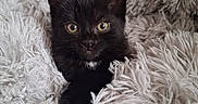 Moon participe au concours pour gagner de l'argent avec cette photo : animal, black_cat, cozy, curious, cute, domestic_cat, ears, feline, fluffy_blanket, fur, indoor, kitten, pet, portrait, relaxing, resting, small_animal, soft_texture, whiskers, young_cat