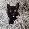 animal, black_cat, cozy, curious, cute, domestic_cat, ears, feline, fluffy_blanket, fur, indoor, kitten, pet, portrait, relaxing, resting, small_animal, soft_texture, whiskers, young_cat