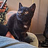 animal, black_cat, casual, cat, couch, curious, domestic_animal, feline, floor, hand, indoor, jeans, kitten, lamp, lap, person, pet, phone, relaxed, window