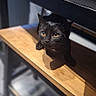 animal, black_cat, cat, closeup, curious, cute, domestic_cat, ears, eyes, floor, furniture, household, indoor, looking_up, mammal, pet, playful, shadow, whiskers, wooden_shelf