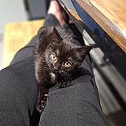 Moon a rejoint le concours — aidez-le/la à gagner de superbes lots ! animal, black_kitten, blurred_background, cat, cozy, curious, cute, domestic_cat, feline, indoor, lap, legs, looking_up, pants, person, pet, small_cat, wooden_table, yellow_eyes, young_cat