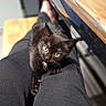 animal, black_kitten, blurred_background, cat, cozy, curious, cute, domestic_cat, feline, indoor, lap, legs, looking_up, pants, person, pet, small_cat, wooden_table, yellow_eyes, young_cat