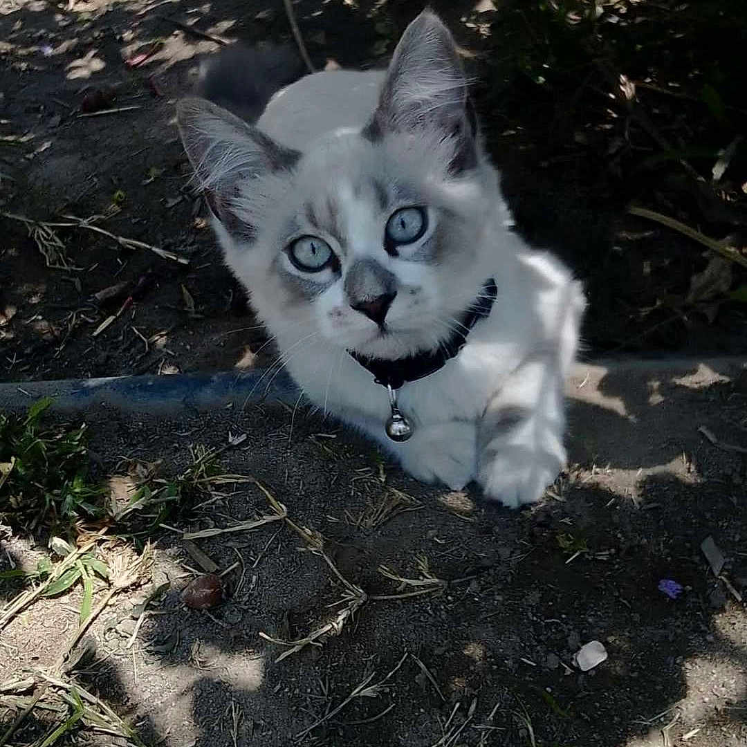 Oliver joined the competition — help win amazing prizes! animal, bell, blue_eyes, cat, collar, curious, dirt, fur, kitten, leaves, mammal, nature, outdoor, pet, plants, resting, shadows, small, whiskers, young