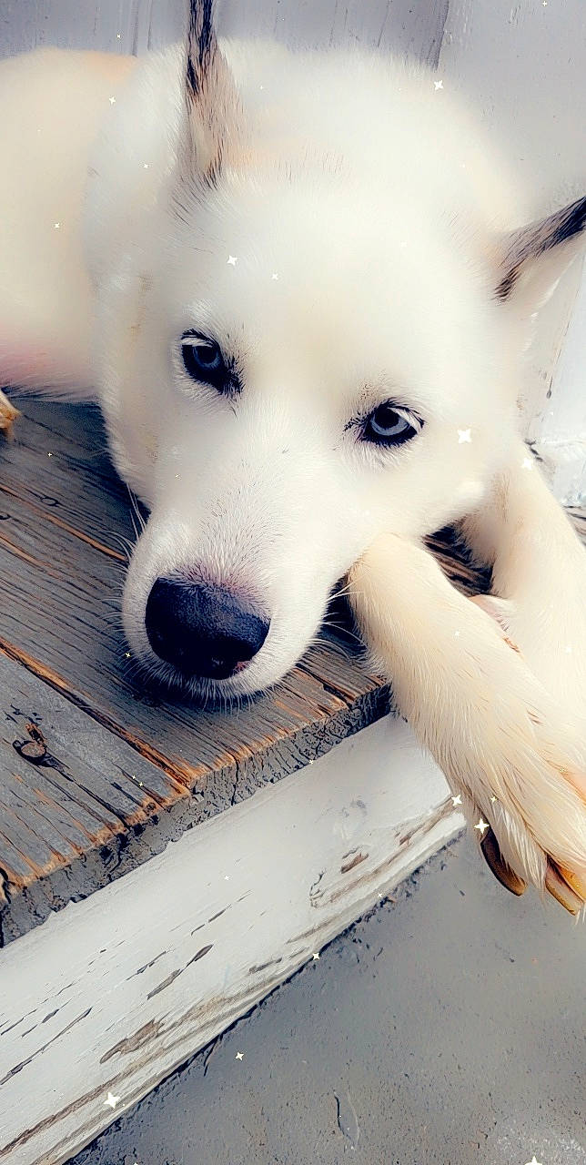 Roxy joined the competition — help win amazing prizes! canidae, canis, carnivore, companion_dog, dog, dog_breed, fawn, flooring, fur, jaw, paw, photo_caption, siberian_husky, snout, sporting_group, symmetry, whiskers, wood, working_animal, working_dog