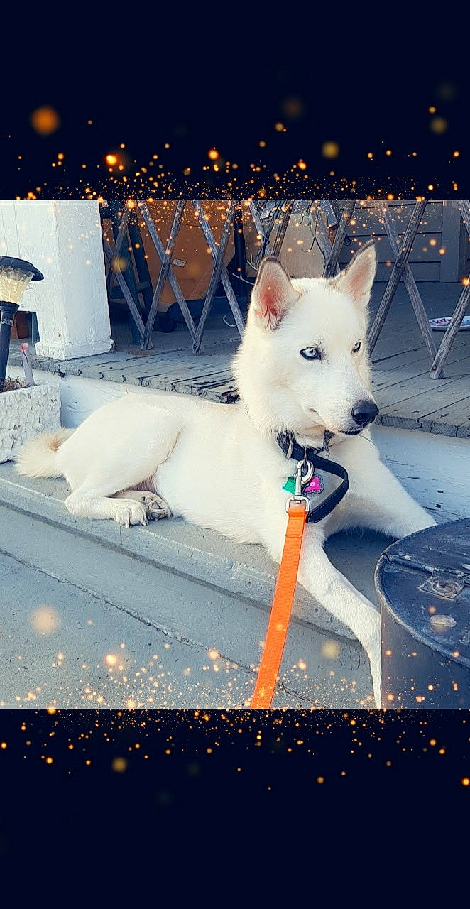 Roxy joined the competition — help win amazing prizes! canidae, carnivore, collar, companion_dog, dog, dog_breed, dog_collar, event, fawn, felidae, flash_photography, fur, light, lighting, snout, sporting_group, tail, whiskers, white, winter