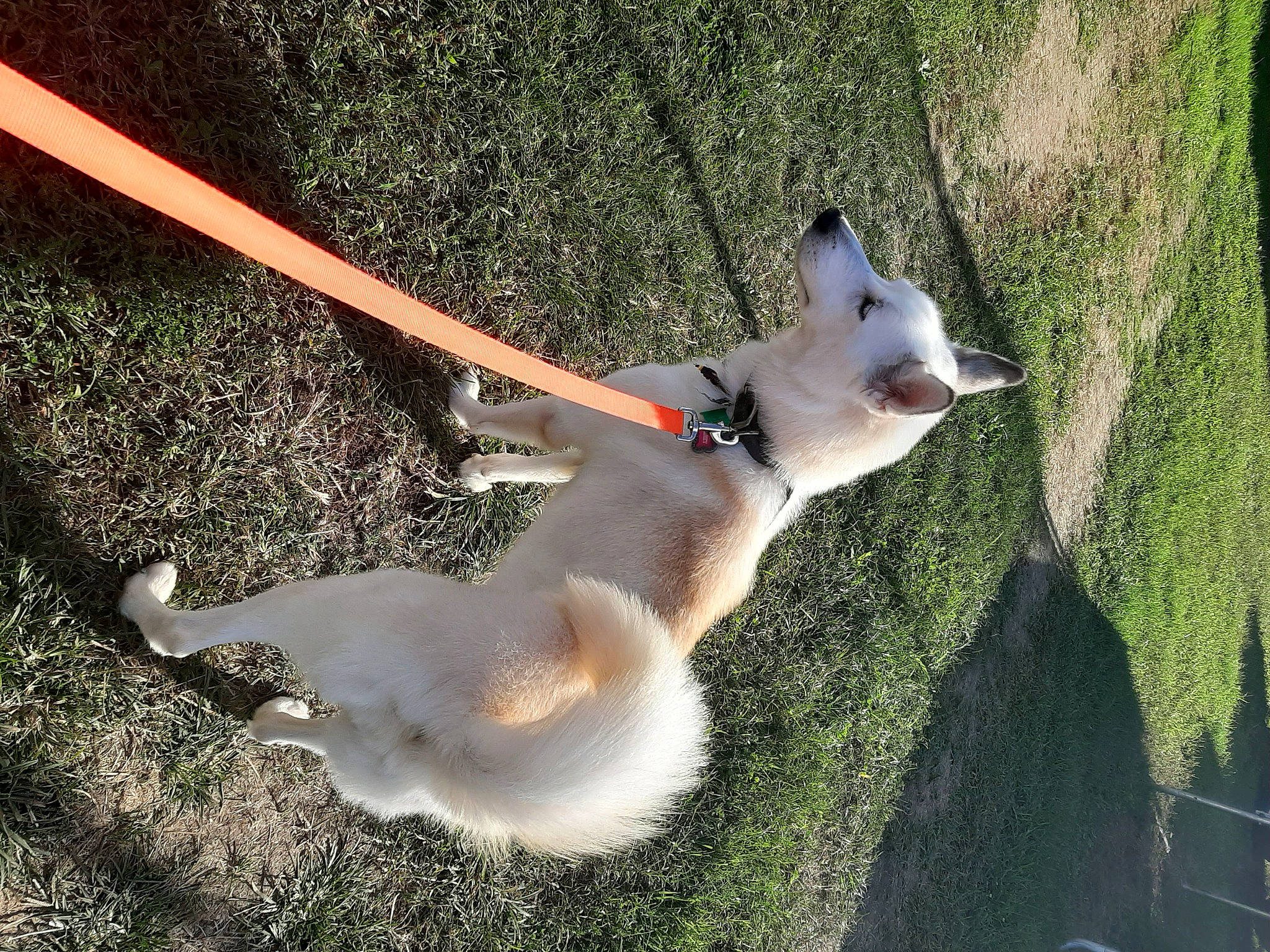 Roxy joined the competition — help win amazing prizes! carnivore, collar, companion_dog, dog, dog_breed, dog_collar, fawn, felidae, fur, grass, mammal, plant, small_to_medium_sized_cats, snout, sporting_group, tail, terrestrial_animal, toy_dog, tree, whiskers