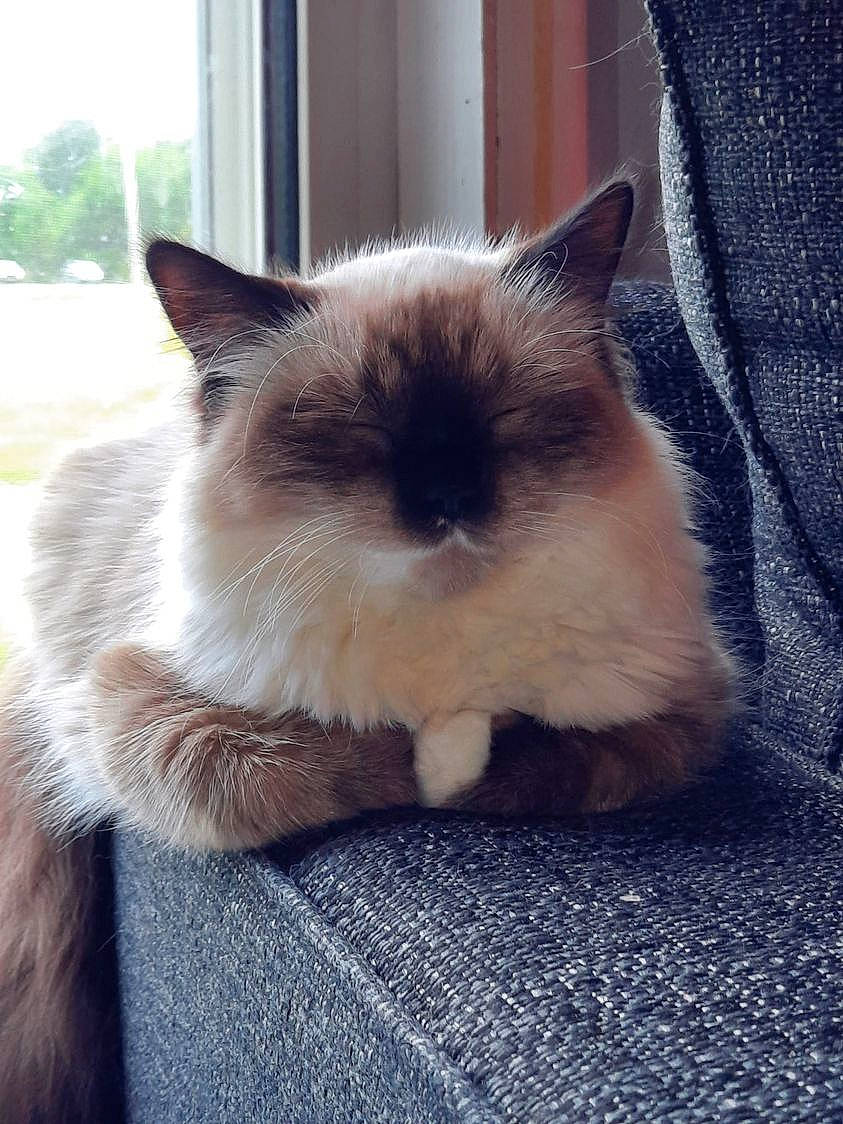 Bunny is registered to the contest to win money with this photo: balinese, birman, carnivore, cat, comfort, electric_blue, fawn, felidae, flooring, fur, hardwood, iris, siamese, sky, small_to_medium_sized_cats, snout, thai, tree, whiskers, wood