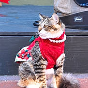 Ziggy is registered to the contest to win money with this photo: animal, cat, costume, cute, daylight, domestic_cat, feline, fluffy_tail, fur, looking_away, outdoor, pearl_necklace, pet, portrait, red_sweater, sidewalk, sitting, striped, tabby, whiskers