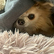 Houna a rejoint le concours — aidez-le/la à gagner de superbes lots ! dog, blanket, fur, nose, eye, cozy, soft, texture, indoor, pet, snuggled, warm, closeup, animal, cute, resting, comfort, fabric, small_dog, chihuahua