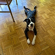 Ash participe au concours pour gagner de l'argent avec cette photo : dog, black_and_white, parquet_floor, lying_down, curious, indoor, wooden_floor, chair, metal_legs, pet, floor, animal, canine, playful, looking_up, collar, domestic, young_dog, resting, fur