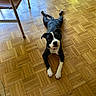 animal, black_and_white, canine, chair, collar, curious, dog, domestic, floor, fur, indoor, looking_up, lying_down, metal_legs, parquet_floor, pet, playful, resting, wooden_floor, young_dog