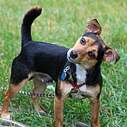 Bucky joined the competition — help win amazing prizes! backyard, black_and_tan_coat, canine, chain, closeup, collar, curious, dog, dog_tag, ears, garden_hose, grass, head_tilt, lawn, leash, outdoors, pet, small_dog, standing, tail_up