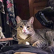 Tony is registered to the contest to win money with this photo: blanket, cat, curtain, cushion, figurine, furniture, household, indoor, looking_at_camera, nighttime_lighting, paws, pet, pink_nose, portrait, relaxed, sofa, striped_fur, stuffed_toy, tabby_cat, whiskers