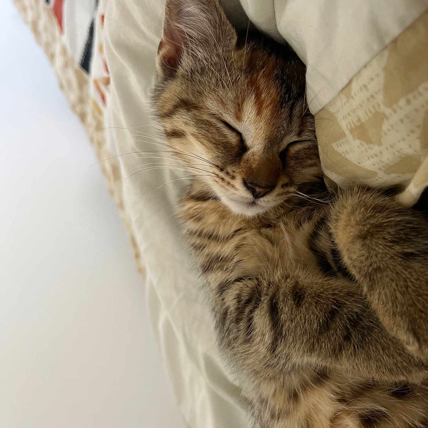 Appy a rejoint le concours — aidez-le/la à gagner de superbes lots ! adorable, animal, blanket, cat, closeup, cozy, cute, feline, fur, indoor, kitten, napping, peaceful, pet, resting, sleeping, soft, tabby, whiskers, young