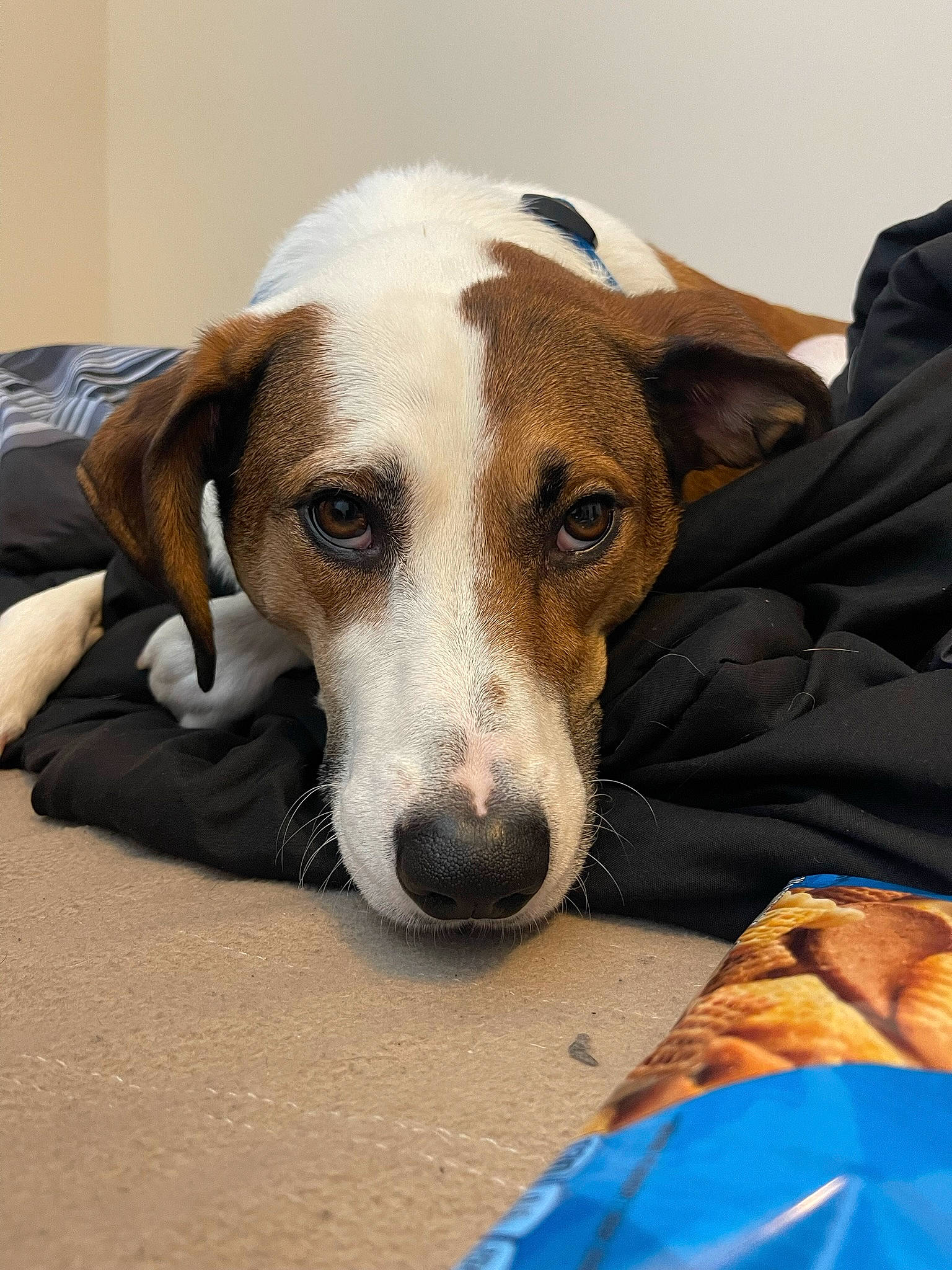 Leland joined the competition — help win amazing prizes! carnivore, comfort, companion_dog, dog, dog_breed, fawn, paw, scent_hound, snout, sporting_group, whiskers, working_animal