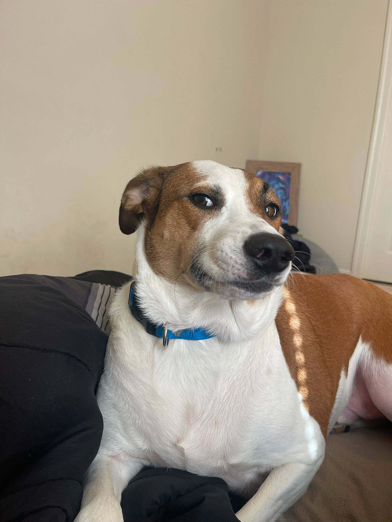 Leland joined the competition — help win amazing prizes! canidae, carnivore, collar, companion_dog, couch, dog, dog_breed, dog_collar, dog_supply, door, fawn, fur, irishjacks, leash, non_sporting_group, pet_supply, sporting_group, terrier, whiskers, working_animal