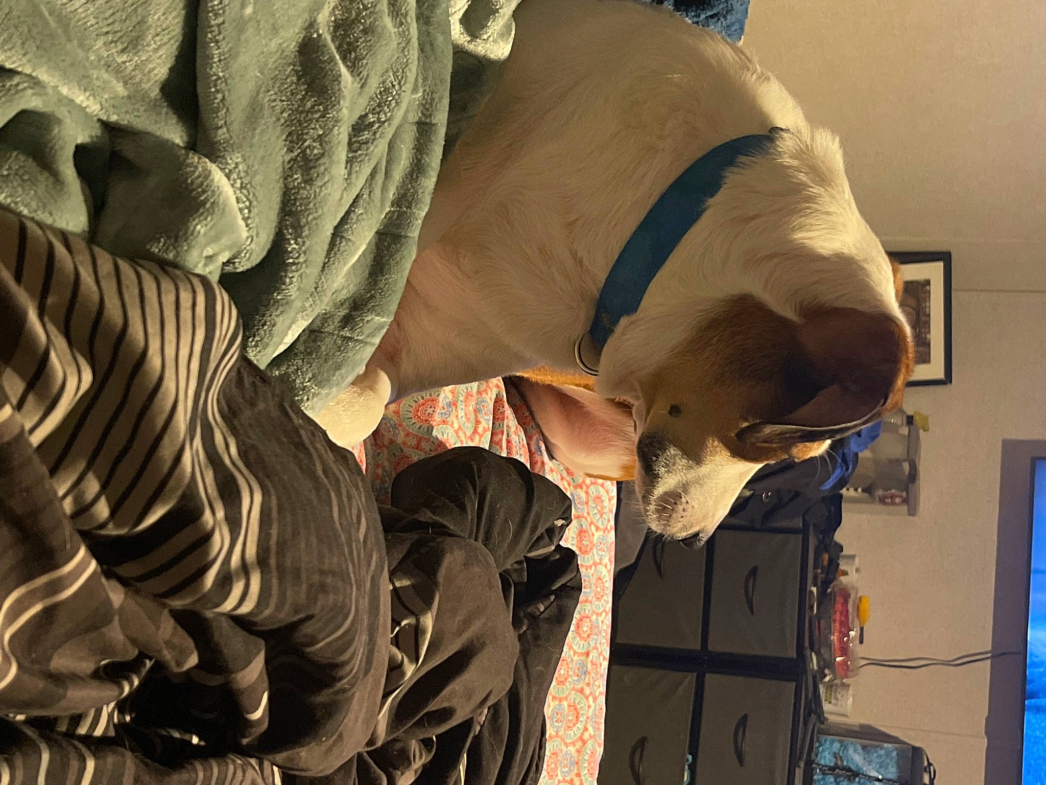 Leland joined the competition — help win amazing prizes! carnivore, dog, fur, hat, houseplant, human_leg, landscape, mammal, pack_animal, personal_protective_equipment, working_animal