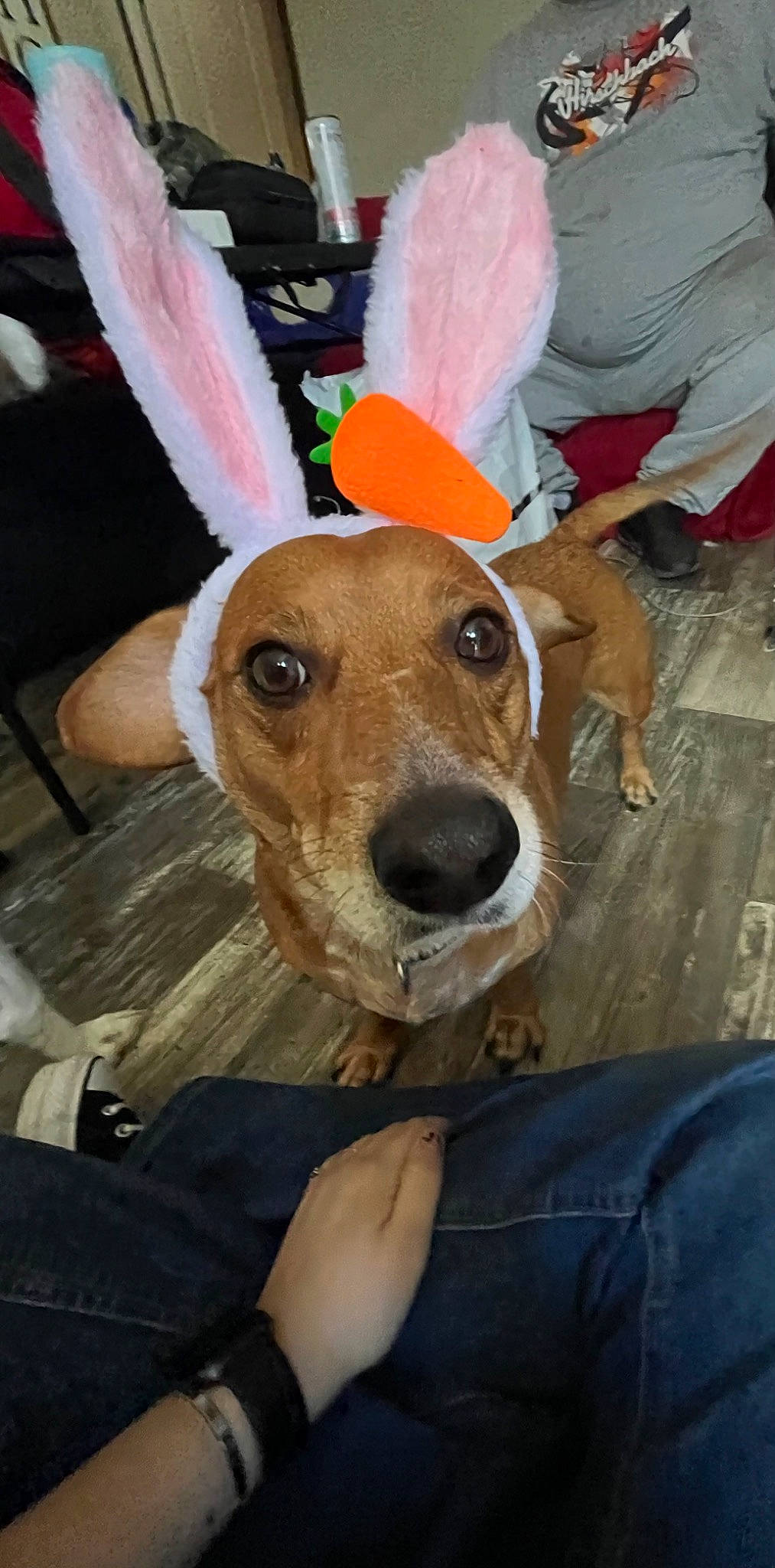 Cash is registered to the contest to win money with this photo: adventure, canidae, carnivore, chair, collar, companion_dog, dog, dog_breed, dog_clothes, dog_collar, dog_supply, fawn, fur, hat, leash, non_sporting_group, snout, sporting_group, whiskers, working_animal