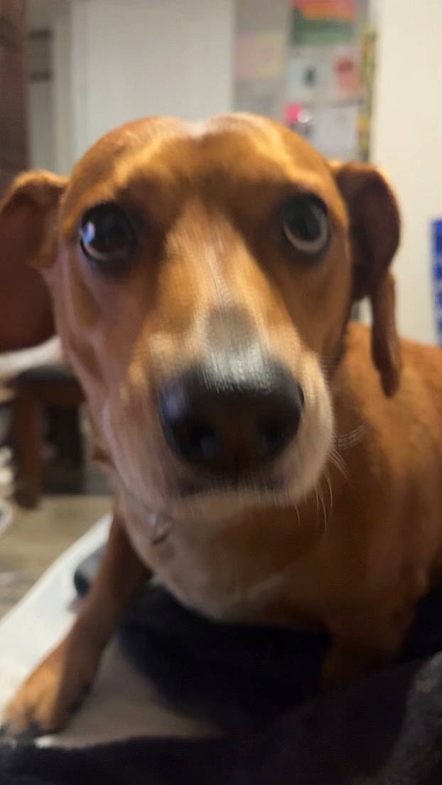 Cash is registered to the contest to win money with this photo: canidae, carnivore, collar, companion_dog, dog, dog_breed, dog_collar, ear, fawn, fur, liver, pet_supply, puppy, selfie, snout, sporting_group, whiskers, working_animal