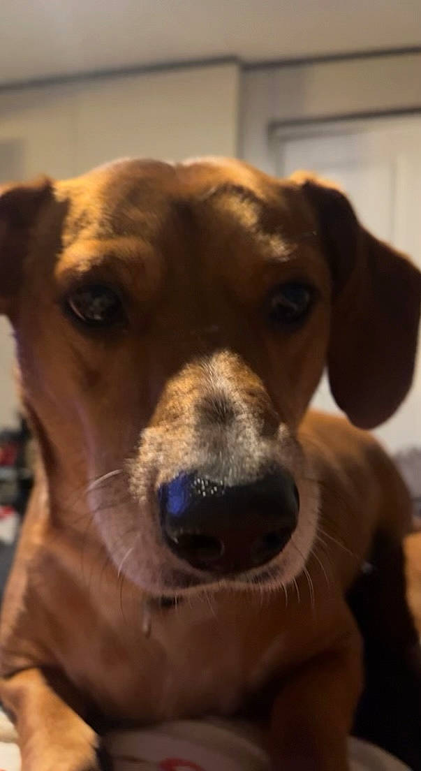 Cash joined the competition — help win amazing prizes! canidae, carnivore, collar, companion_dog, dog, dog_breed, dog_collar, ear, fawn, fur, guard_dog, gun_dog, liver, pet_supply, selfie, snout, sporting_group, terrestrial_animal, whiskers, working_animal