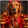Keno joined the competition — help win amazing prizes! golden_retriever, dog, costume, devil_horns, red_cape, trident, halloween, jack_o_lantern, pumpkin, glowing, bat, orange, pet, portrait, animal, cute, indoor, holiday, festive, decoration
