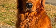Keno joined the competition — help win amazing prizes! dog, golden_retriever, outdoor, grass, car, pet, animal, fur, canine, mammal, portrait, sunlight, nature, friendly, domestic_animal, looking, face, closeup, brown, fluffy
