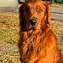 dog, golden_retriever, outdoor, grass, car, pet, animal, fur, canine, mammal, portrait, sunlight, nature, friendly, domestic_animal, looking, face, closeup, brown, fluffy