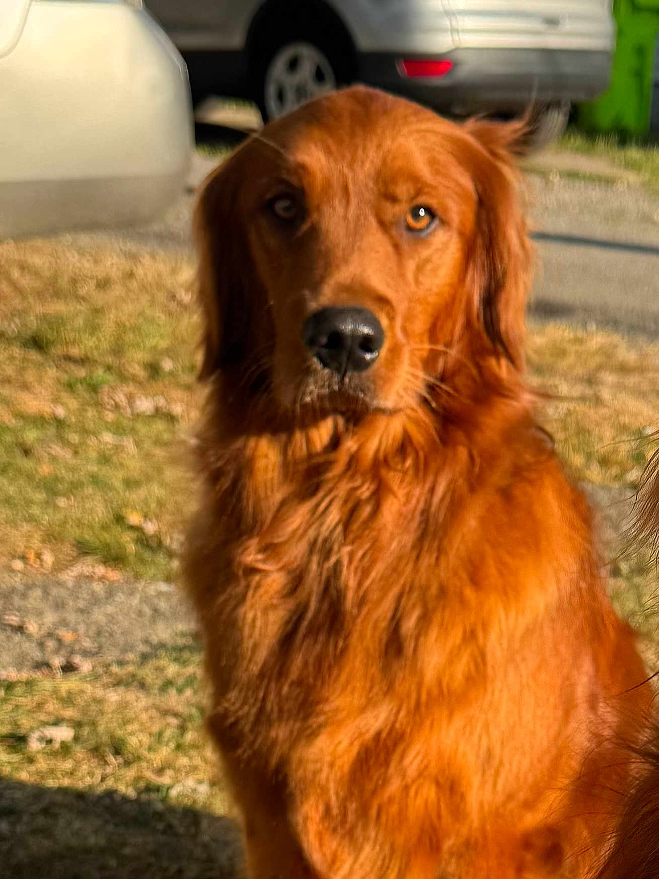 Keno joined the competition — help win amazing prizes! dog, golden_retriever, outdoor, grass, car, pet, animal, fur, canine, mammal, portrait, sunlight, nature, friendly, domestic_animal, looking, face, closeup, brown, fluffy