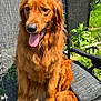 Keno joined the competition — help win amazing prizes! dog, golden_retriever, pet, animal, outdoor, sunlight, chair, fur, tongue_out, happy, sitting, garden, greenery, backyard, fence, paw, tail, canine, summer, relaxed