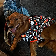 Keno joined the competition — help win amazing prizes! dog, golden_retriever, couch, blanket, halloween, shirt, ghosts, bats, spider_webs, boo, pet_clothing, tongue_out, indoor, carpet, fur, relaxed, smiling, animal, cozy, home