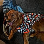 dog, golden_retriever, couch, blanket, halloween, shirt, ghosts, bats, spider_webs, boo, pet_clothing, tongue_out, indoor, carpet, fur, relaxed, smiling, animal, cozy, home
