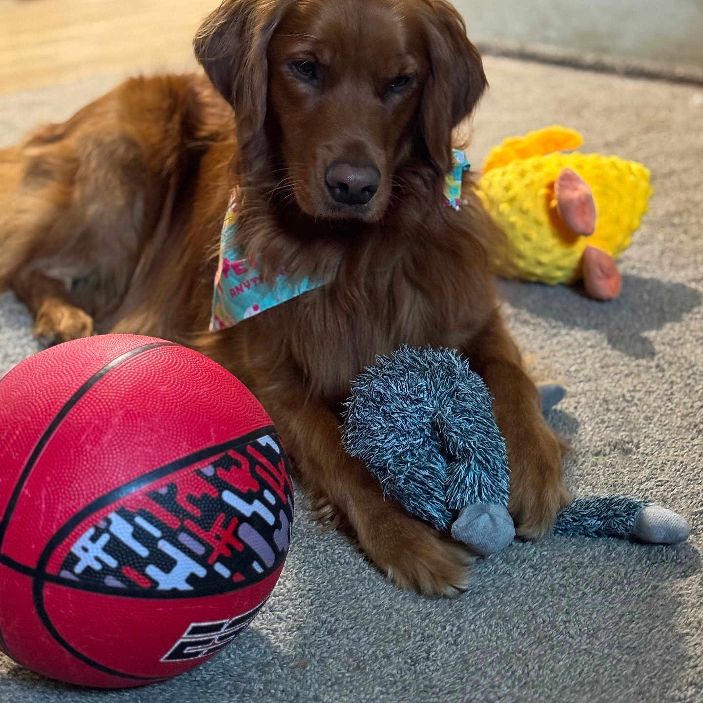 Daisy joined the competition — help win amazing prizes! animal, bandana, basketball, brown_fur, carpet, companion, cute, dog, domestic_animal, floor, furry, golden_retriever, home, indoor, paw, pet, playful, plush_toy, relaxed, toy