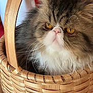 Jupiter participe au concours pour gagner de l'argent avec cette photo : cat, basket, furry, fluffy, pet, animal, orange_eyes, indoor, closeup, whiskers, face, fur, cute, domestic_cat, portrait, resting, cozy, brown, white, wood