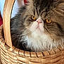 cat, basket, furry, fluffy, pet, animal, orange_eyes, indoor, closeup, whiskers, face, fur, cute, domestic_cat, portrait, resting, cozy, brown, white, wood