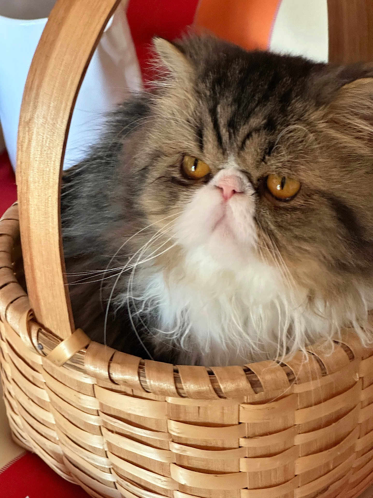 Jupiter participe au concours pour gagner de l'argent avec cette photo : cat, basket, furry, fluffy, pet, animal, orange_eyes, indoor, closeup, whiskers, face, fur, cute, domestic_cat, portrait, resting, cozy, brown, white, wood