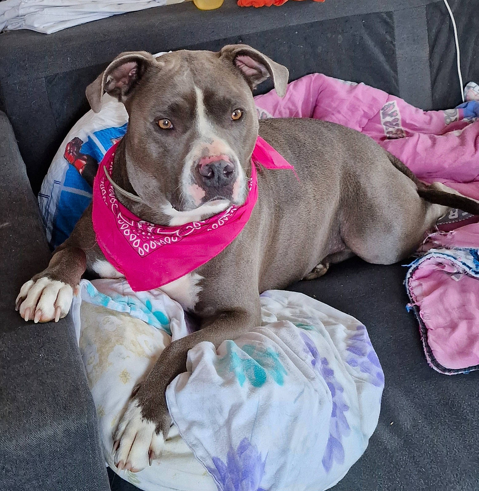 Pink participe au concours pour gagner de l'argent avec cette photo : canidae, carnivore, collar, comfort, companion_dog, dog, dog_breed, dog_clothes, dog_collar, dog_supply, fawn, fur, non_sporting_group, paw, pet_supply, pink, snout, sporting_group, working_animal