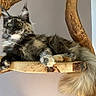 Aria a rejoint le concours — aidez-le/la à gagner de superbes lots ! cat, fluffy, wooden_perch, relaxed, indoor, pet, long_tail, tufted_ears, feline, resting, natural_light, brown, black, gray, white, animal, cute, domestic_cat, alert, portrait