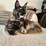 Aria a rejoint le concours — aidez-le/la à gagner de superbes lots ! animal, blanket, cat, cozy, curious, cute, ears, feline, fluffy, fur, indoor, living_room, pet, pillow, relaxed, resting, soft, tail, tortoiseshell, whiskers